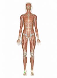 Extensor Digitorum Brevis Muscle