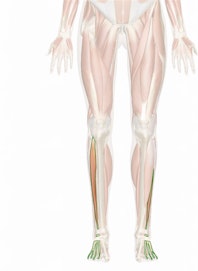The Extensor Digitorum Longus