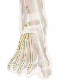 Extensor Digitorum Longus Tendons
