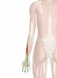Extensor Digitorum Muscle
