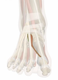Extensor Hallucis Brevis Muscle