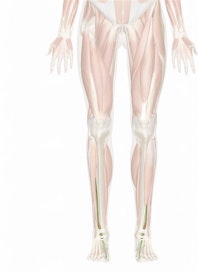 Extensor Hallucis Longus Muscle