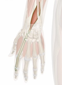 Extensor Indicis Muscle