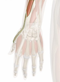 Extensor Pollicis Brevis Muscle