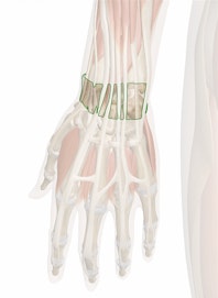 Extensor Retinaculum of Hand