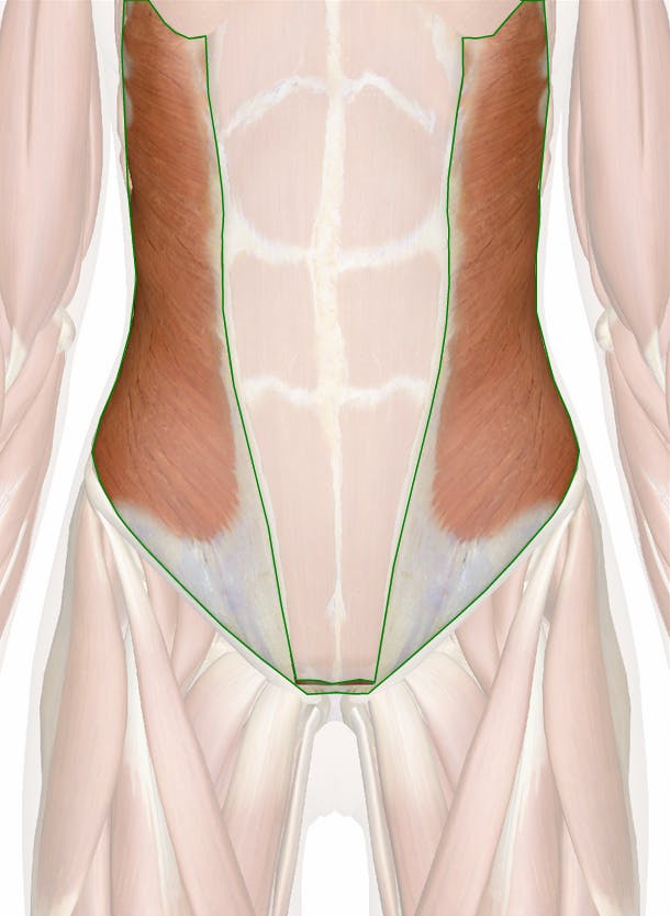 https://innerbody.imgix.net/External-Abdominal-Oblique-Muscle.png