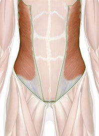 The External Abdominal Obliques