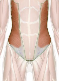 The External Abdominal Obliques
