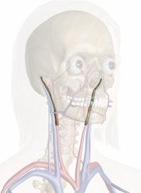 External Carotid Artery