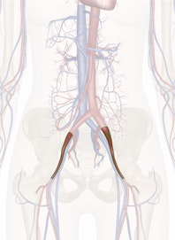 External Iliac Artery