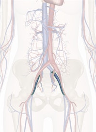 External Iliac Vein