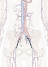 External Iliac Vein