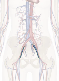 External Iliac Vein