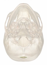 External Occipital Protuberance