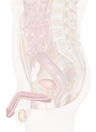 External Urethra Opening