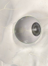 Eye