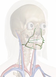 Facial Artery