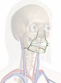 Facial Artery