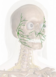 Facial Nerve