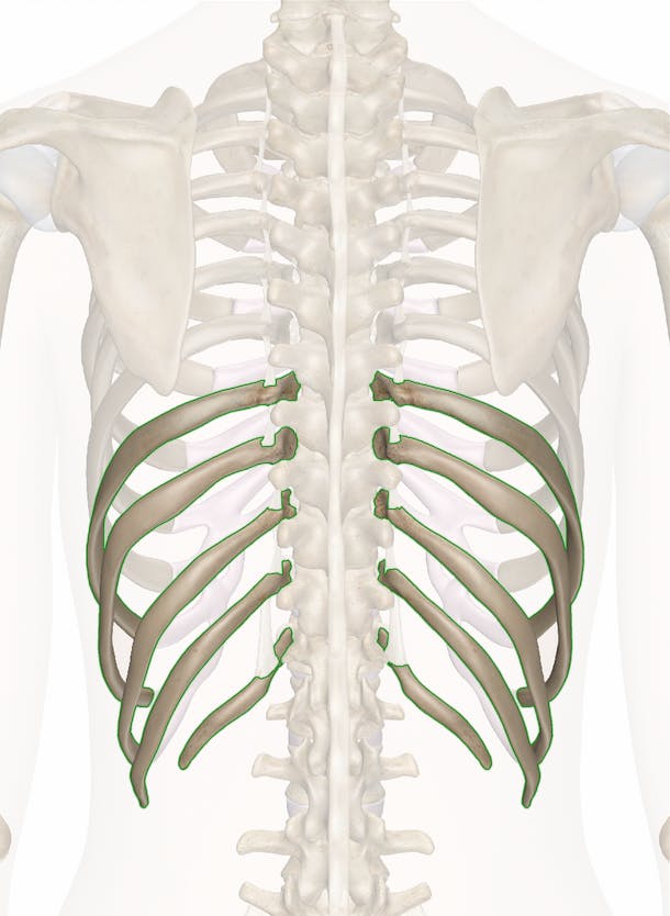 Rib - (6th) [true rib] - Pocket Anatomy
