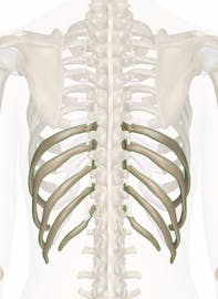 The False Ribs