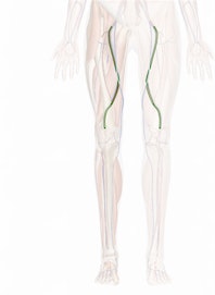 The Femoral Artery