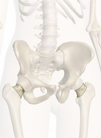 Femoral Neck
