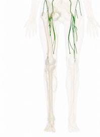 The Femoral Nerve