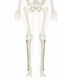 The Fibula
