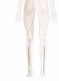 Fibular (Peroneal) Artery