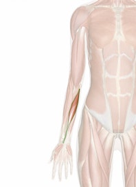 Flexor Carpi Radialis Muscle