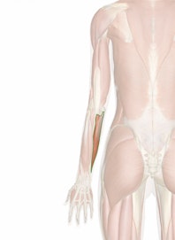 Flexor Carpi Ulnaris Muscle