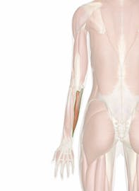Flexor Carpi Ulnaris Muscle