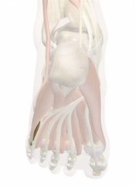 Flexor Digiti Minimi Brevis Muscle of Foot