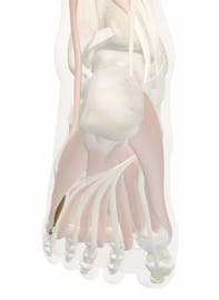 Flexor Digiti Minimi Brevis Muscle of Foot