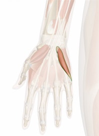 Flexor Digiti Minimi Brevis Muscle of Hand