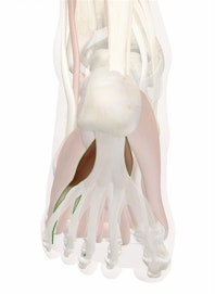 Flexor Digitorum Brevis Muscle