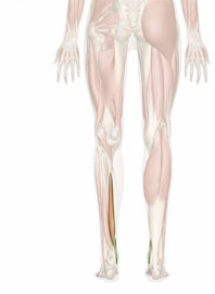 Flexor Digitorum Longus Muscle