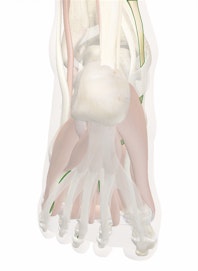 Flexor Digitorum Longus Tendon