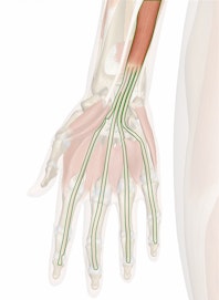 Flexor Digitorum Profundus Muscle