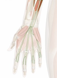 Flexor Digitorum Superficialis Muscle