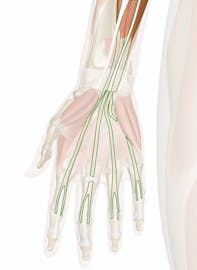 Flexor Digitorum Superficialis Muscle