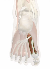 Flexor Hallucis Brevis Muscle