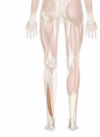 Flexor Hallucis Longus Muscle