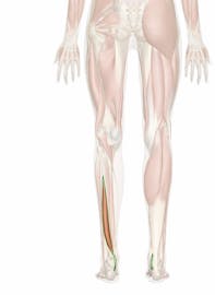 Flexor Hallucis Longus Muscle