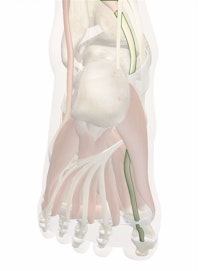 Flexor Hallucis Longus Tendon