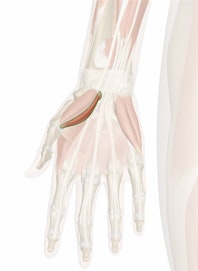 Flexor Pollicis Brevis Muscle