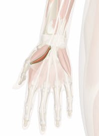 Flexor Pollicis Brevis Muscle