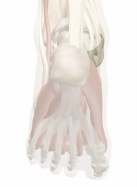 Flexor Retinaculum of Foot