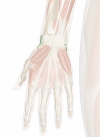 Flexor Retinaculum of Hand